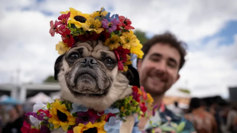Portland pugs strut in movie-themed fashion show at PUGapalooza