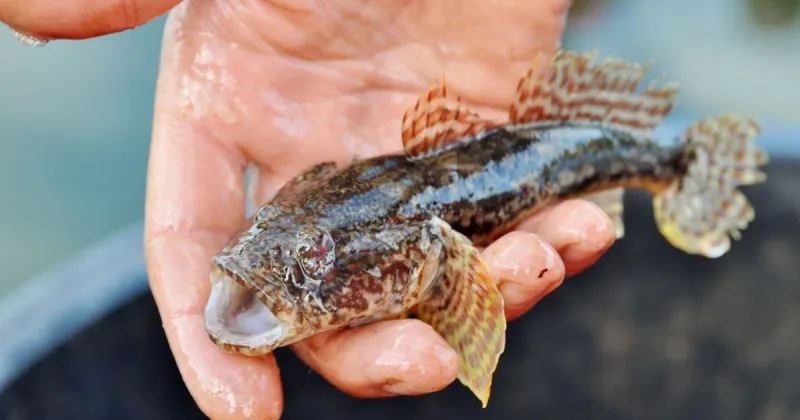 Join a fisherman laboring to make a living on the Moselle River