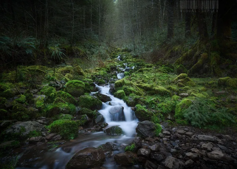Elk Creek Trail Guide: Tillamook State Forest Hike