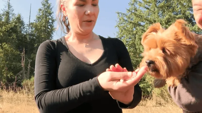 Albany Yorkie leads local business hunting pricey truffles for gourmet dishes