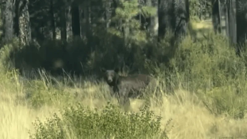 Deschutes County sheriff's unit captures video of black bear near Sunriver