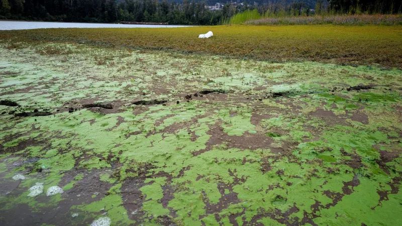 "Worse Than Anything We've Ever Seen": Toxic Algae in Ross Island Lagoon Troubles Scientists