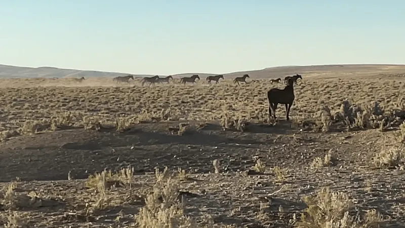 Emergency wild horse gather begins in Southeast Oregon amid severe drought, wildfire
