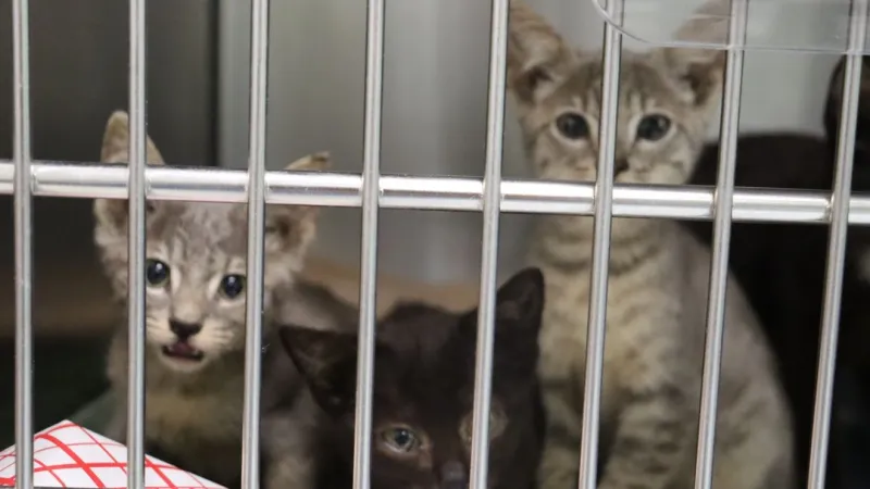 POLL: Do you think penalties should be increased for pet hoarders?