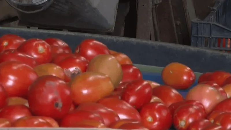 After drought, sudden rain and chill threaten local tomato crops as farms adapt