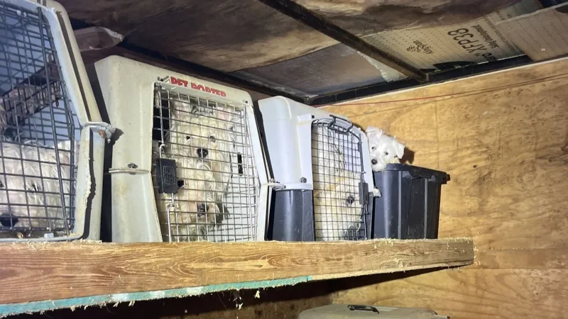 Marysville police rescue 42 dogs from severe breeding, hoarding conditions