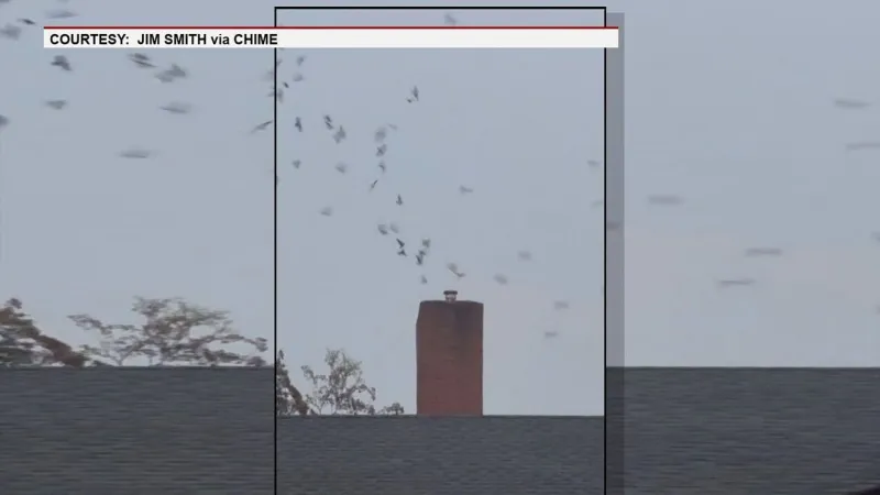 Vaux's swifts spotted swirling into church chimney in Portland