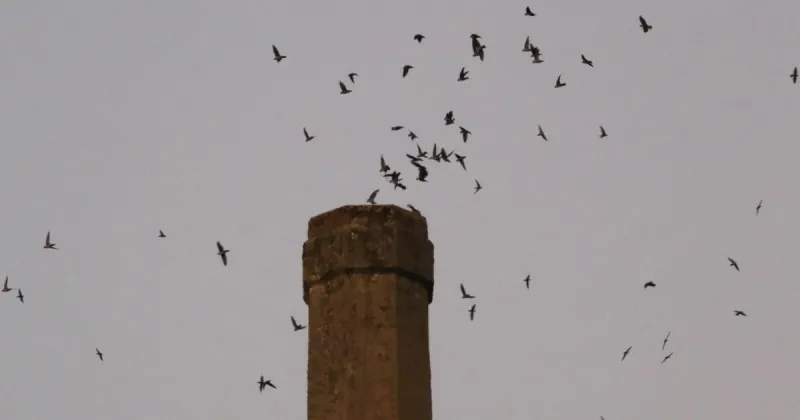 Umpqua Bird Alliance to viewing parties of Vaux's swift roosting in Roseburg