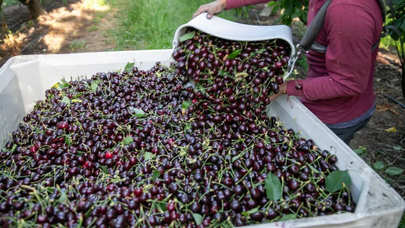 'We're going backwards': Oregon cherry growers still waiting on a good season