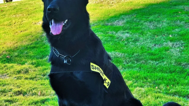 K9 unit helps track down burglary suspect in Myrtle Creek