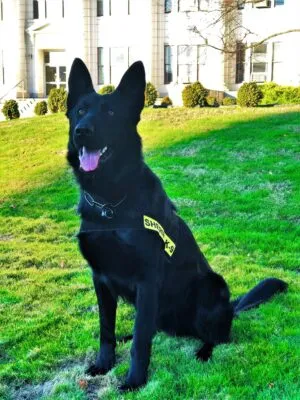 K9 ZORO TRACKS DOWN MYRTLE CREEK BURGLARY SUSPECT