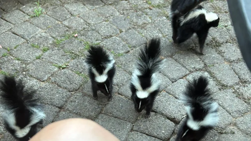 Portland's Westmoreland residents say skunks are taking over yards, spraying pets