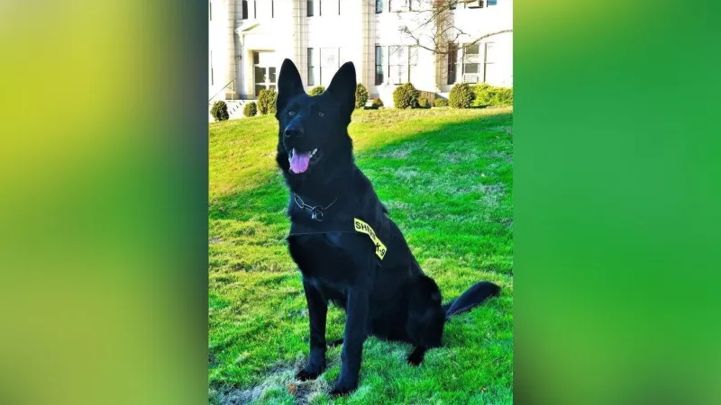 K-9 Zoro tracks suspect hiding in tall grass after Myrtle Creek burglary call
