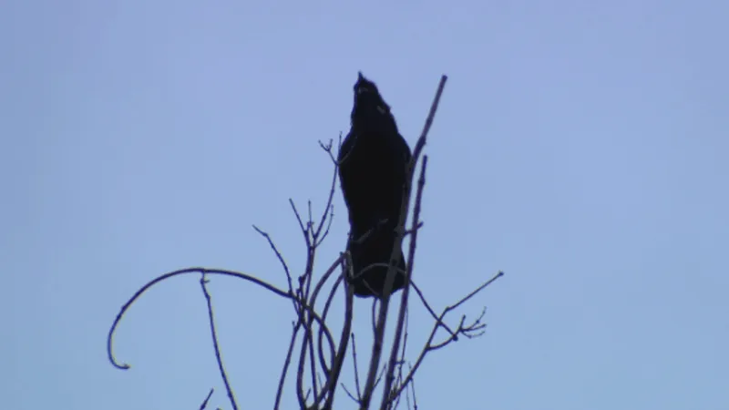 Murder mystery: crow roost returns, researchers study why they flock to Portland