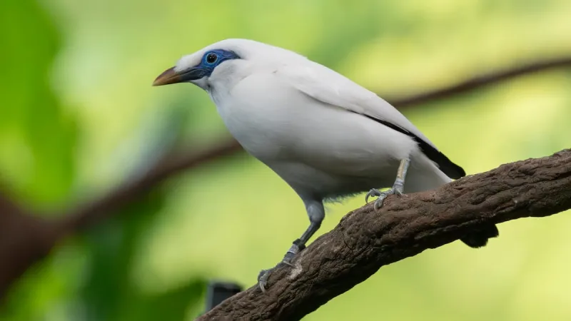 Rare Bali myna bird moves into Oregon Zoo aviary