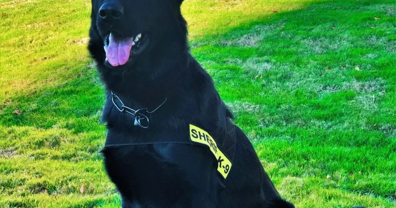 K9 Zoro tracks down Myrtle Creek burglary suspect
