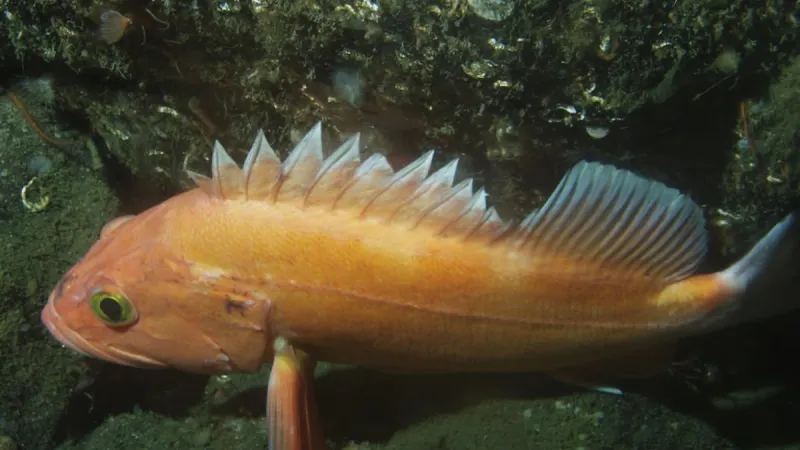 Oregon's yelloweye rockfish fishery to reopen after 25 years
