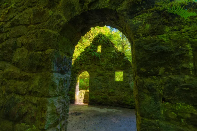 8 Essential Forest Park Hikes for Any Portland Explorer