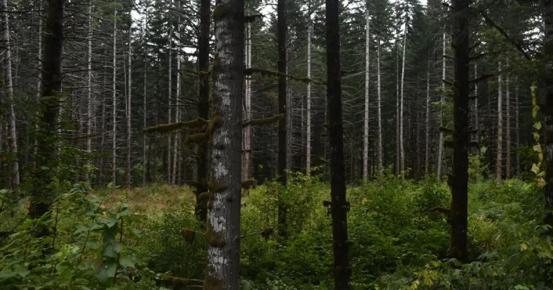 Corvallis to the Sea trail reopens after yearlong reroute
