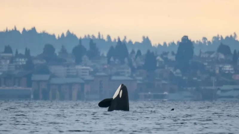 Washington AG leads lawsuits to block federally-weakened Endangered Species Act rules