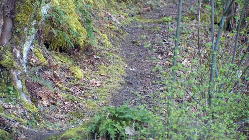 Willamette Week: 'Trail vigilantes clear paths when the government won't'