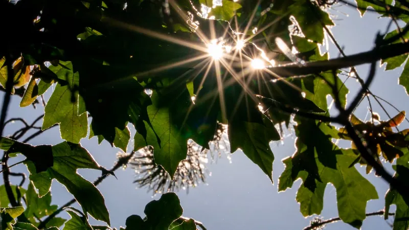 Portland is experiencing hotter fall days than it did 50 years ago, according to climate analysis