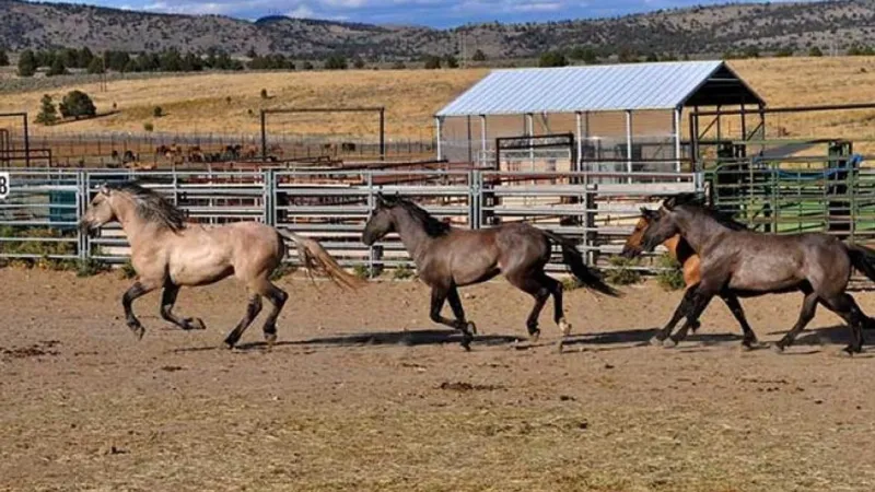 Judge's restraining order halts BLM Riddle Mountain horse rescue