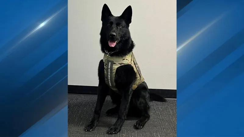 Newport Police K9 Sly fitted with protective body armor thanks to donation