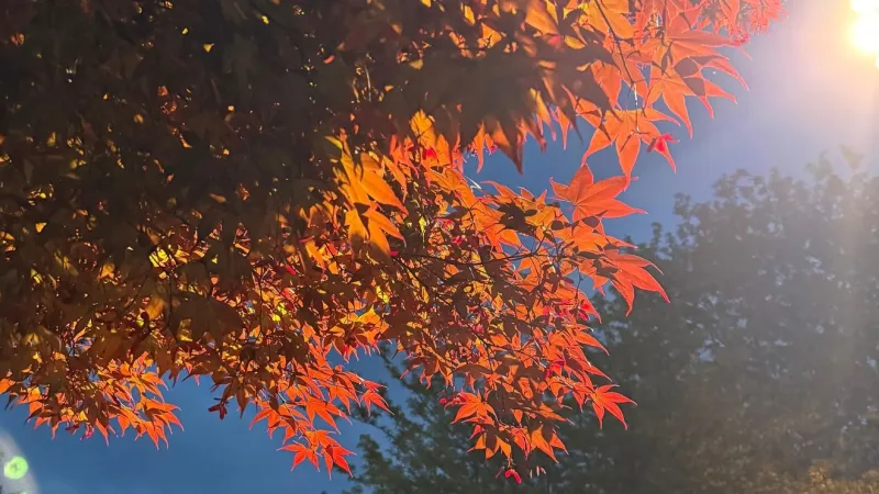Fall Foliage: When will leaves change color in Portland?