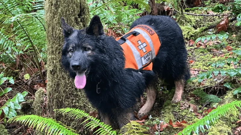 K-9 Jasper helps find missing person in Florence area, Lane County sheriff says