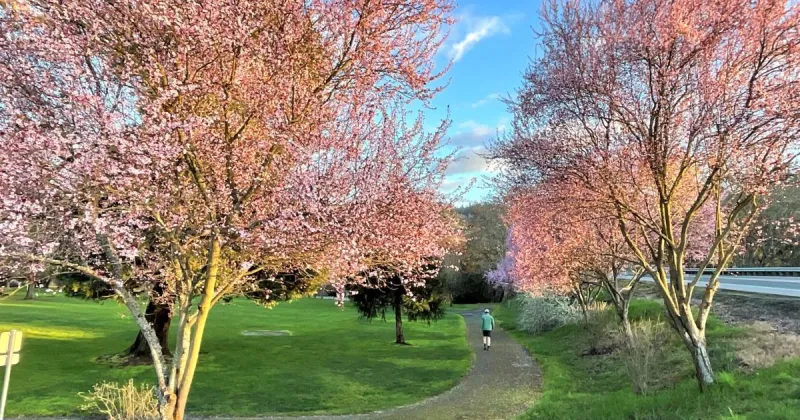Roseburg City Council rejects bids for Stewart Park Master Plan, votes to rework extent of project