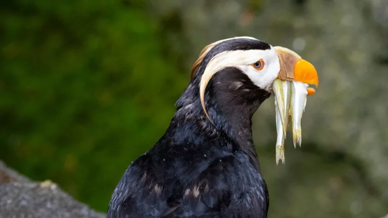 Point Defiance Zoo puffins died from rare Chlamydia abortus, tests reveal