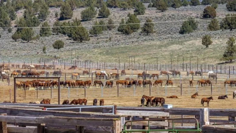Court order pauses BLM wild horse roundup over drought & wildfire straining food, water