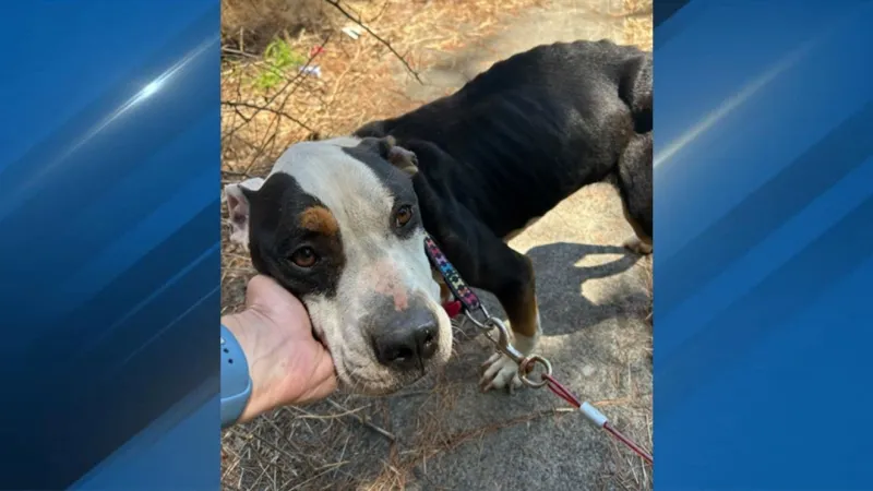 Emaciated dog found in SE Portland backyard euthanized; woman charged with felony neglect