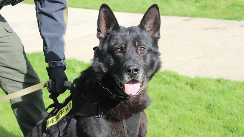 Douglas County Sheriff's Office retires K9 Eros after medical advice