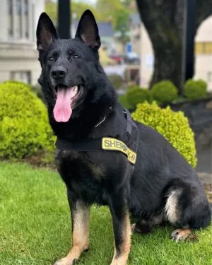 SHERIFF'S OFFICE ANNOUNCES RETIREMENT OF APPREHENSION K9 EROS
