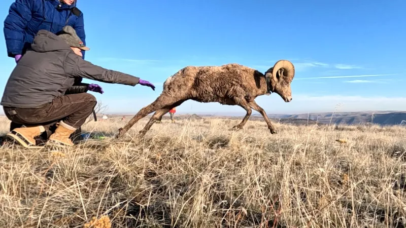 Oregon bighorn sheep herd catches deadly respiratory illness