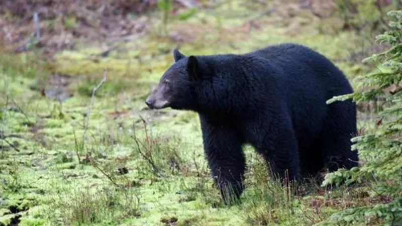 Bear encounter leaves man, child injured outside Bellingham