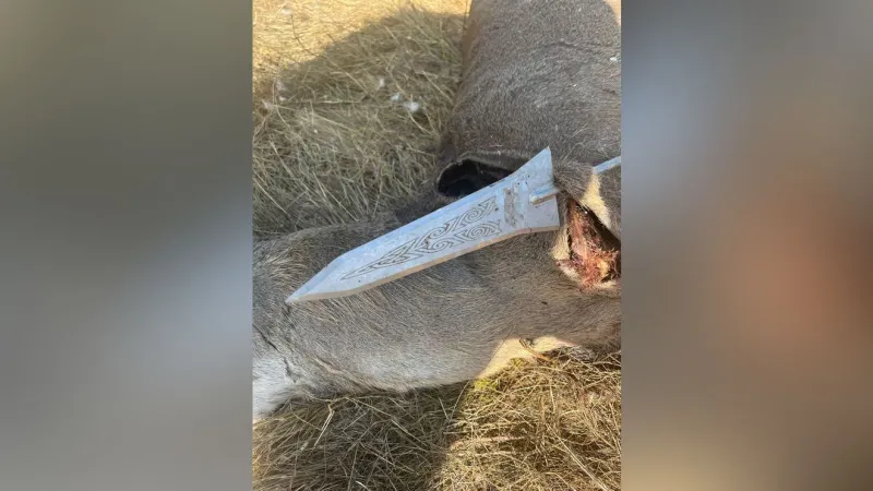 Oregon State Police seek help after buck deer killed with spear near Monroe