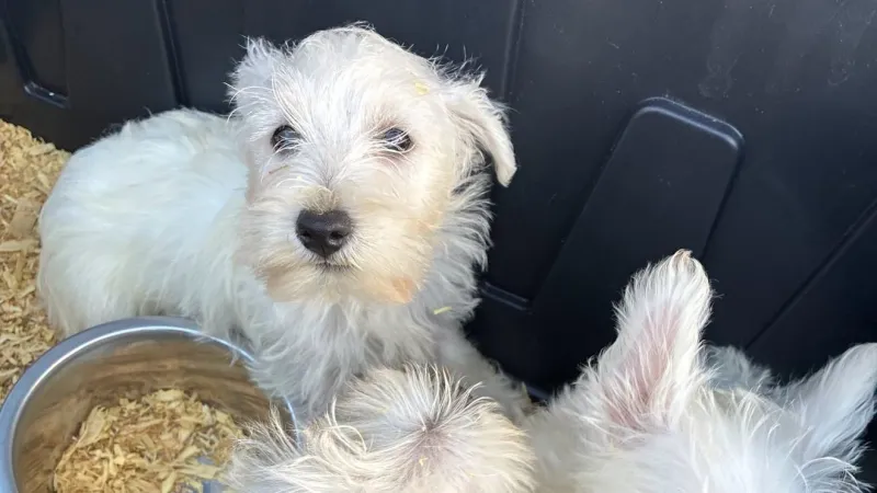 Animal cruelty charges filed after 42 dogs found in cramped Marysville trailer