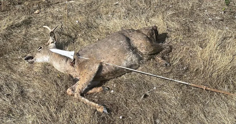 Deer poached with spear near Monroe; suspect sought