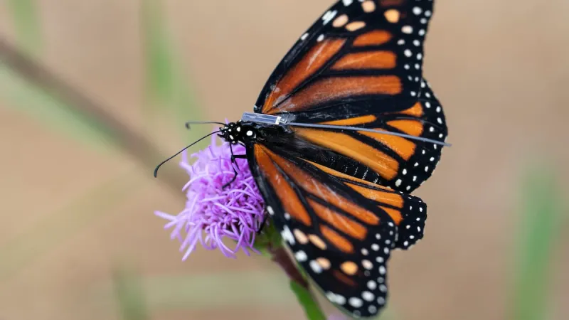 Pacific Northwest monarch butterflies are migrating south. You can watch them on an app