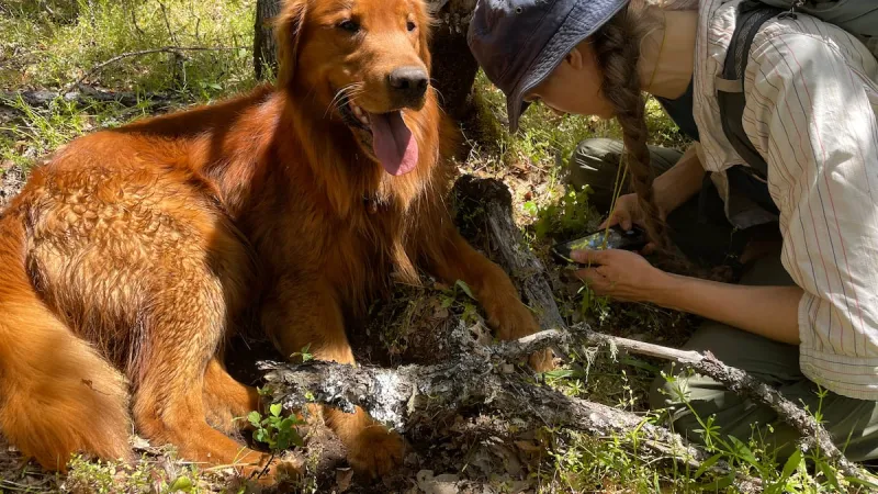 REBROADCAST: A golden retriever in Eugene is helping unearth Oregon's truffle biodiversity