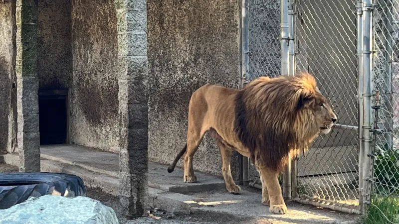 Change-of-plea hearing held for West Coast Game Park Safari co-defendant