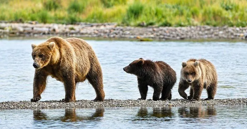 Fat Bear Week is back. Meet this year's contenders