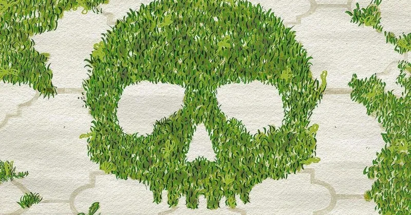 Weeds, whacked: 7 ways to kill weeds from your driveway and sidewalks