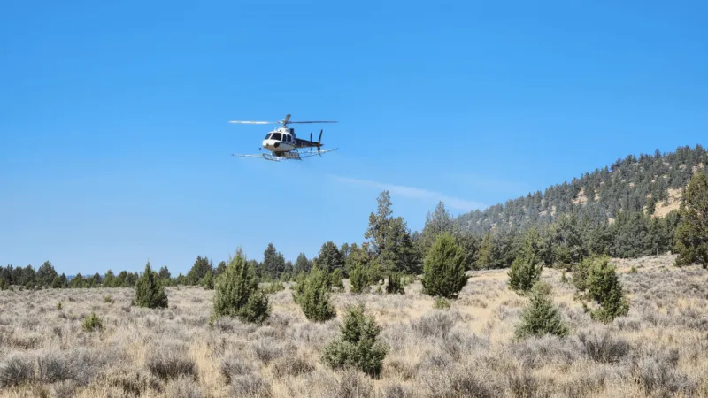 BLM to seed burned rangeland, target invasive grasses in southeastern Oregon