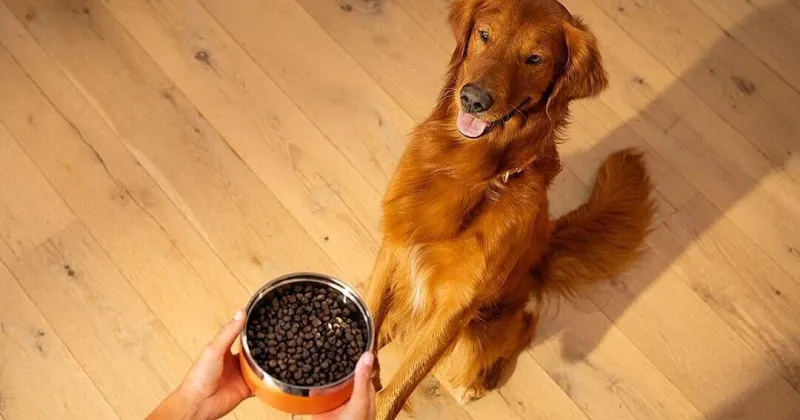 Uncover your kibble: 5 things to look for in your dog's food