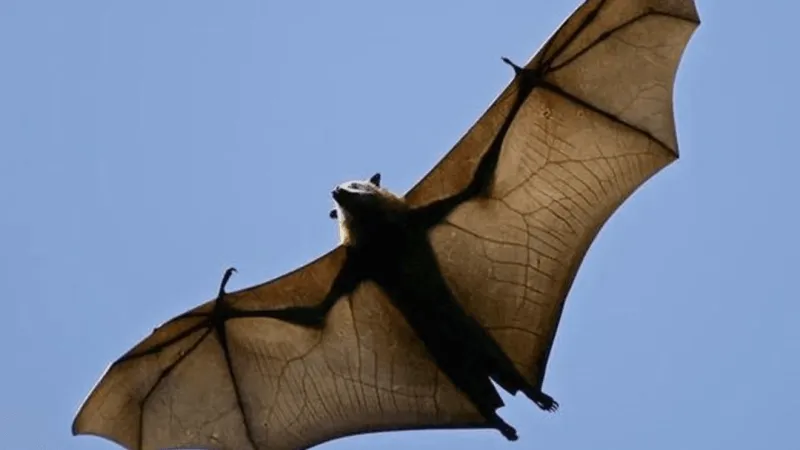 Bat tests positive for rabies in Albany; health officials urge residents to avoid contact