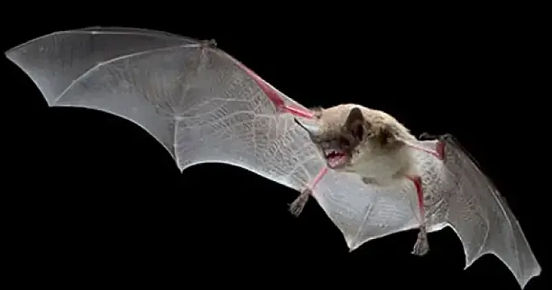 Bats test positive for rabies in Albany